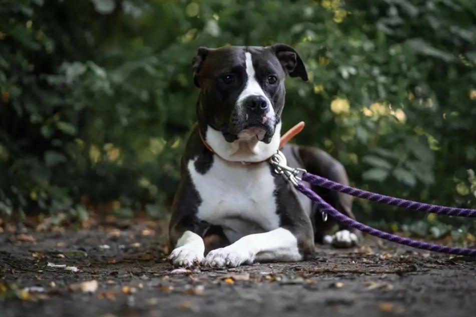 American-Staffordshire-Terrier-Mix Khalessi sucht ein neues Zuhause.