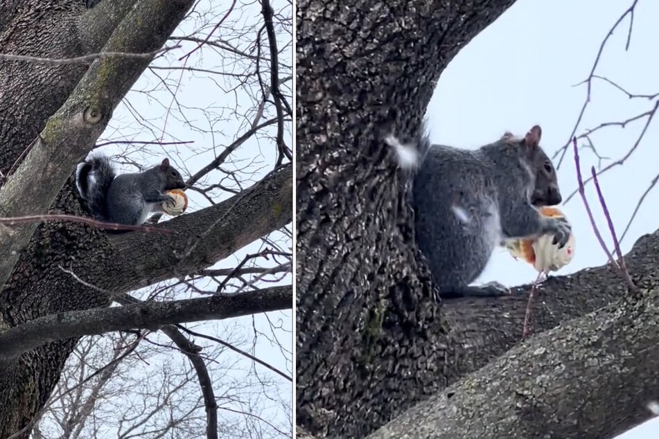 Das Eichhörnchen ließ sich seine Beute gut schmecken.