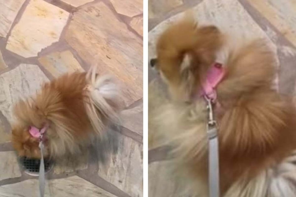 Pomeranian's unique peeing habit leaves TikTokers astonished!