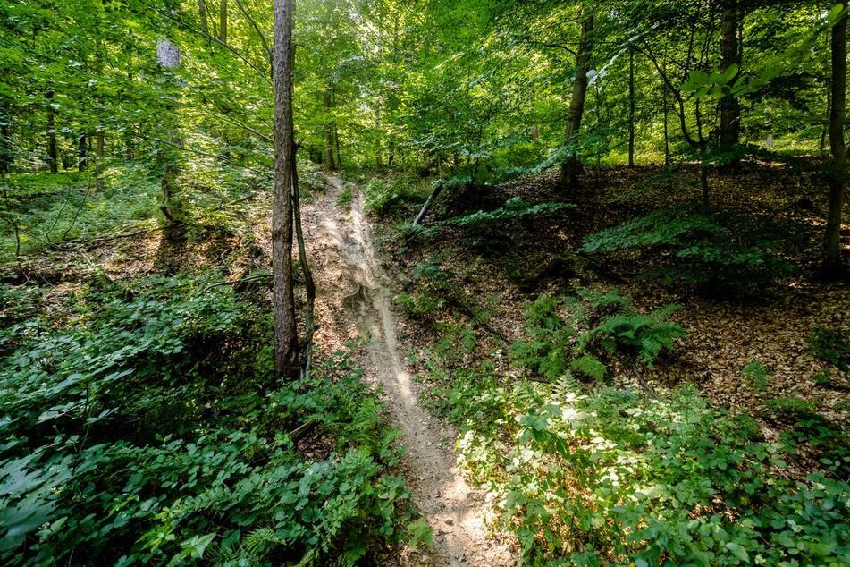Die inoffizielle Mountainbike-Strecke (Singletrail) verläuft durch ein Waldstück zwischen den Ortschaften Eberstadt und Grantschen.