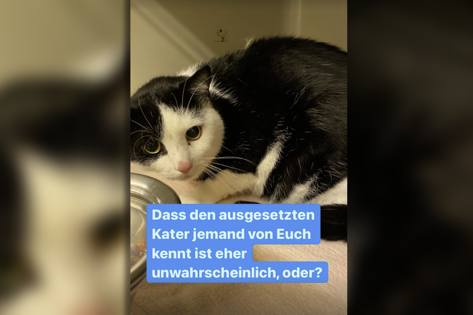 Traurig blickte der allein gelassene Kater in die Kamera der Pfleger.