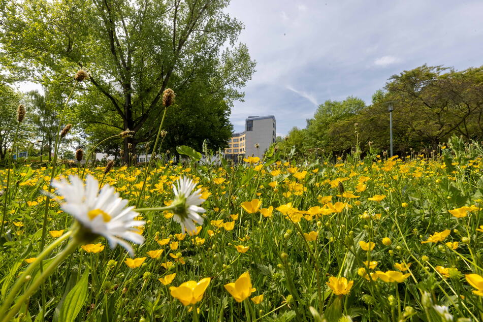 Insekten- und damit Bienen-Paradies: Ein Kulturhauptstadt-Projekt sind neue Blühwiesen in Chemnitz, wie diese am Falkeplatz.