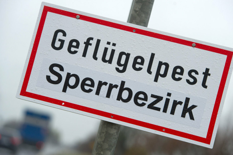 Ein Schild mit der Aufschrift "Geflügelpest Sperrbezirk" steht an einer Straße. (Archivbild)