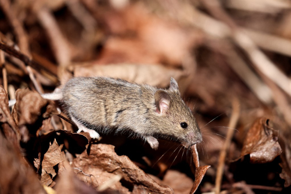 In ihrer kurzen Lebenszeit von etwa vier Jahren häuft eine Maus viel mehr Mutationen an als ein Mensch, dessen durchschnittliche Lebenserwartung 83,6 Jahre beträgt.