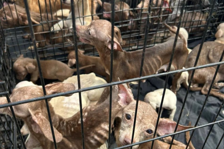 Über 70 Hunde wurden aus einem Wohnwagen gerettet, in dem sie auf engstem Raum zusammenleben mussten.