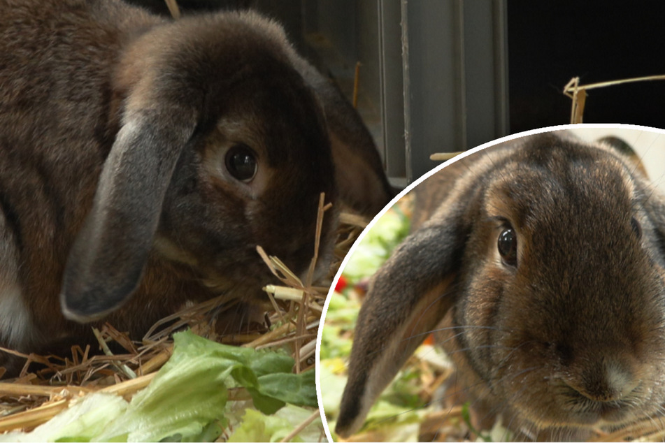 Qualzucht: Deshalb haben diese Kaninchen das doppelte Nachsehen