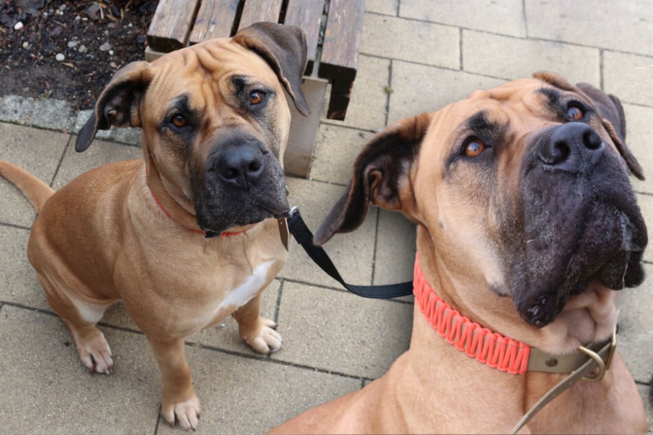 Boerboel Finja hofft auf Halter, die sie artgerecht auslasten können.