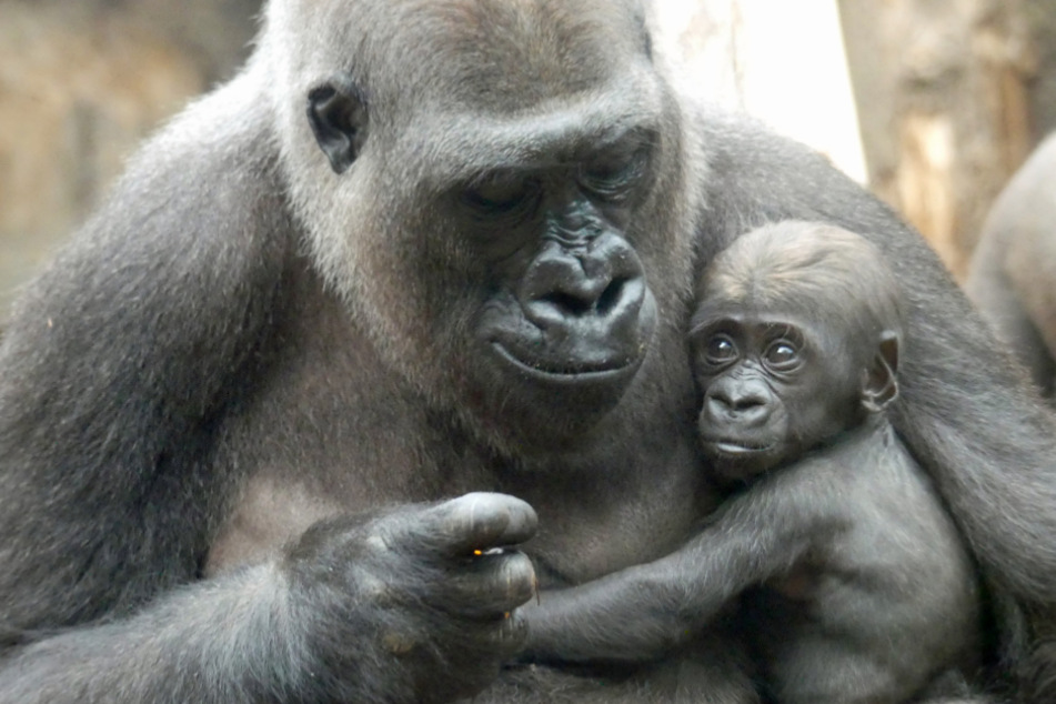 Gorilla Shira hält in ihrem Gehege im Frankfurter Zoo ihren Sohn Arco in den Armen.