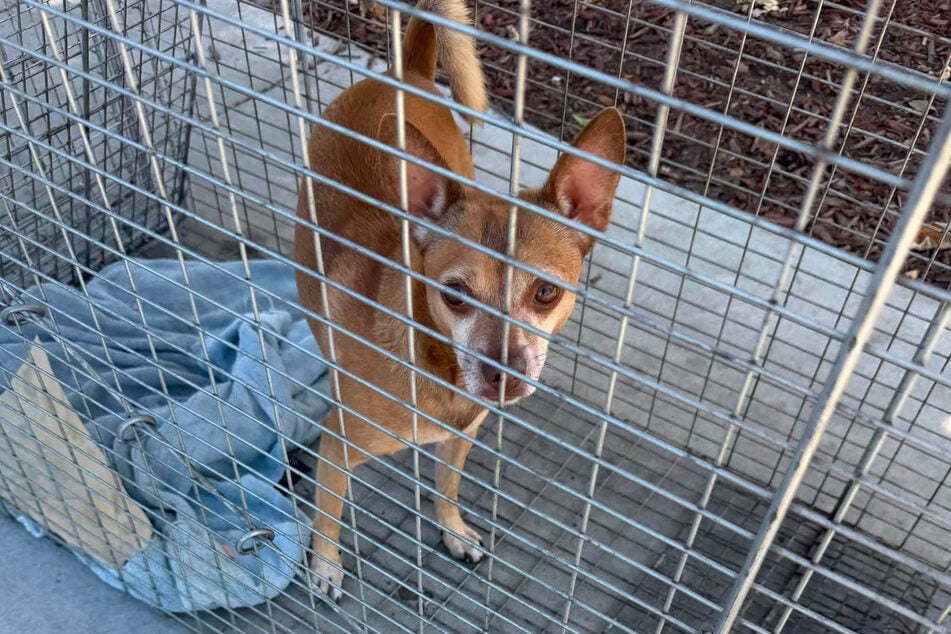 Laut Hall saß der Chihuahua nach nur 30 Sekunden im Käfig.