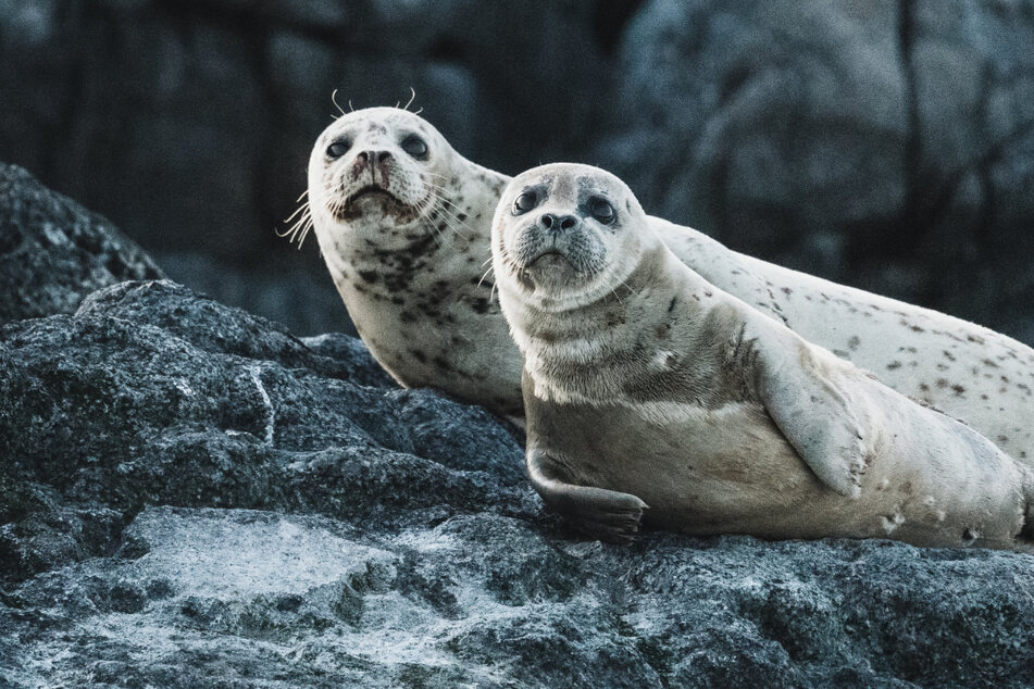 Mammals across the globe have died from avian flu including seals.