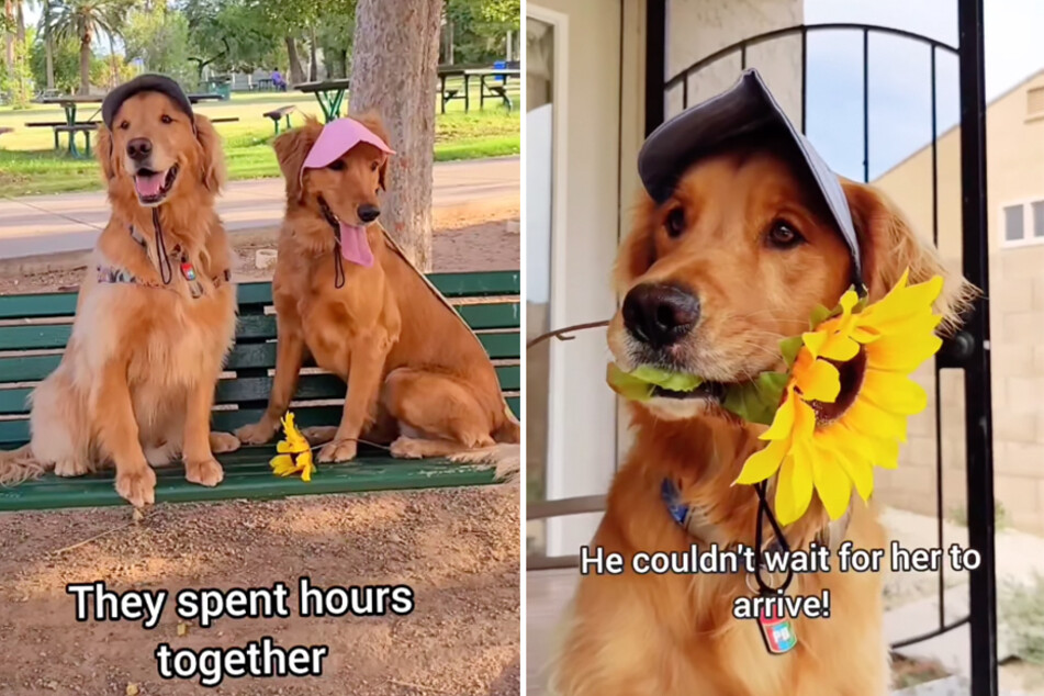 Sammy the golden retriever (r) prepared for his first doggy date in adorable fashion.