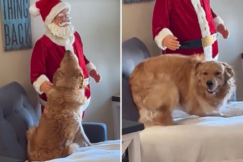 Golden Retriever Arlo kann es nicht glauben: Er begegnet dem Weihnachtsmann.