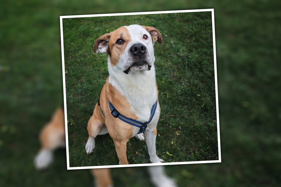 Trotz alledem bleibt Willi eine Bulldogge, weswegen sich die Tierfreunde einen Kenner für ihn wünschen würden.