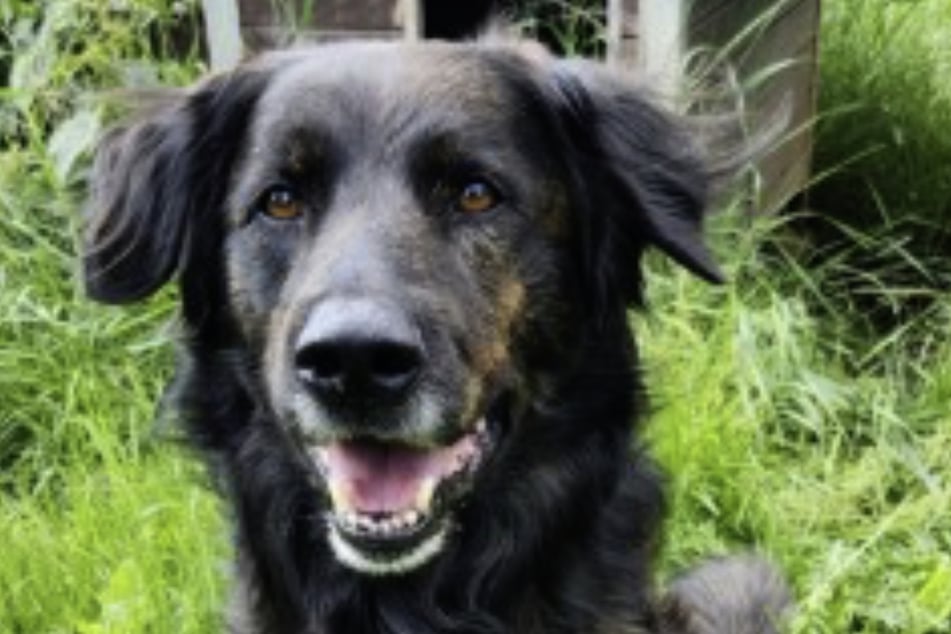 Hund Axo lebte 10 Jahre auf einem Hof. Nun wünscht er sich noch einmal einen Neustart.
