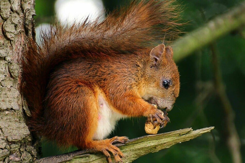 Presumably, a squirrel had stashed its supplies for the coming winter in the vehicle.