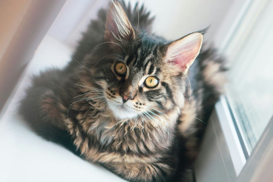 The Maine coon is one of the biggest and most popular cats in the entire world.