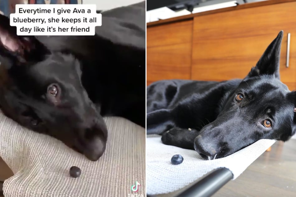 This dog has a berry special favorite toy and the internet loves it!