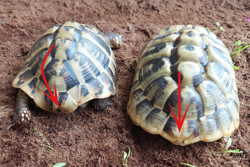 Sichtbare Unterschiede beim Schwanzschild (rechts im Bild bei einer weiblichen Landschildkröte).