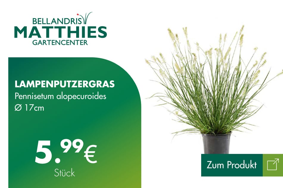 Lampenputzergras 'Hameln' für 5,99 Euro.  