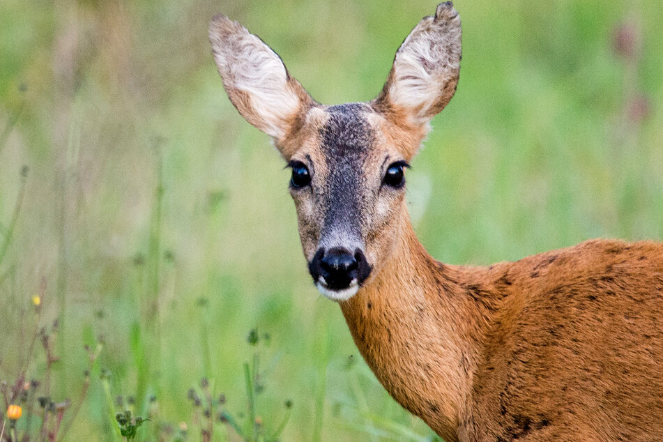 Rehe fressen Grabbepflanzungen auf Friedhof: Jetzt wird gejagt