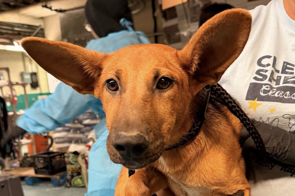 Rund 76 Hunde konnten von einem Grundstück gerettet werden.
