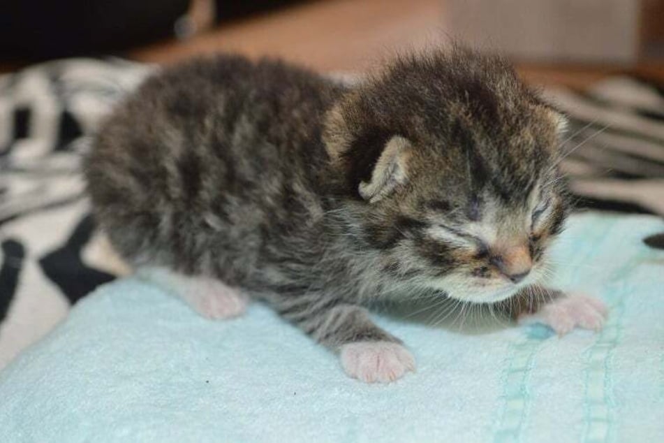 Die Kitten benötigen Pflegestellen für etwa zwei bis drei Wochen.