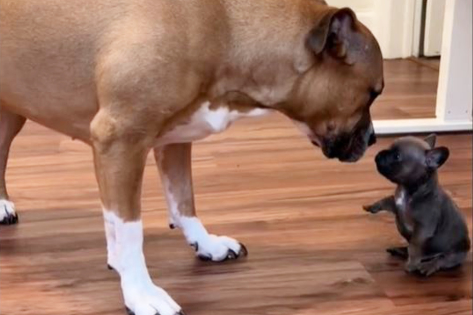 A tiny French Bulldog named Scrunchie has gone viral for his adorable interactions with the much-larger Jada.