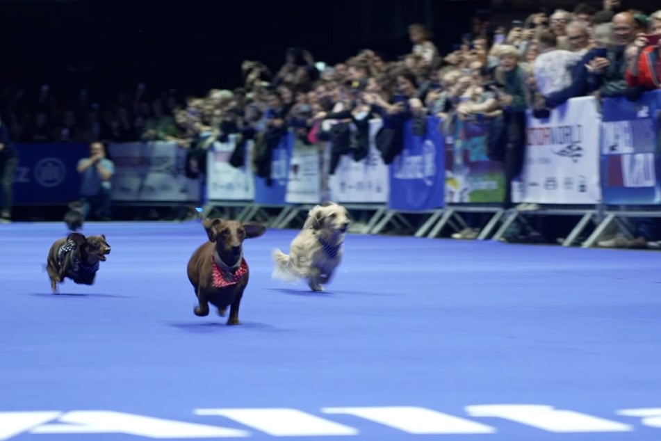 Bei "DackelRace &amp; DogWorld" in der Motorworld in München traten über 70 Hunde gegeneinander an.