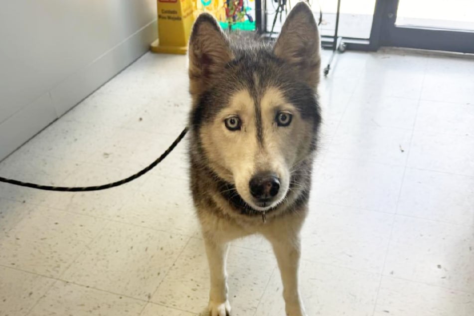 Husky-Dame Sierra trug ein zwölf Jahre altes Geheimnis mit sich herum.