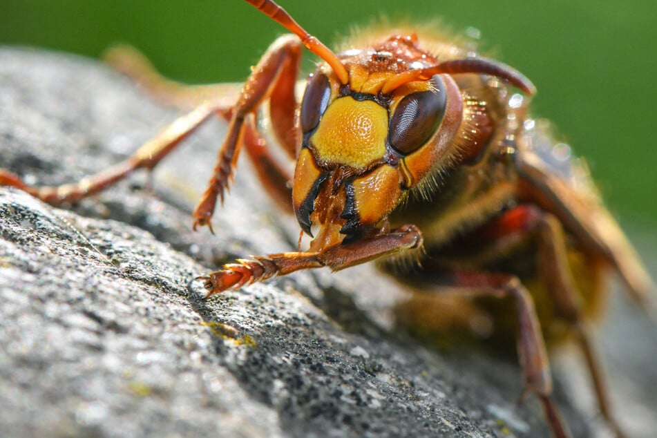 Insbesondere Hornissen gelten als akut gefährdet und sind daher streng geschützt.