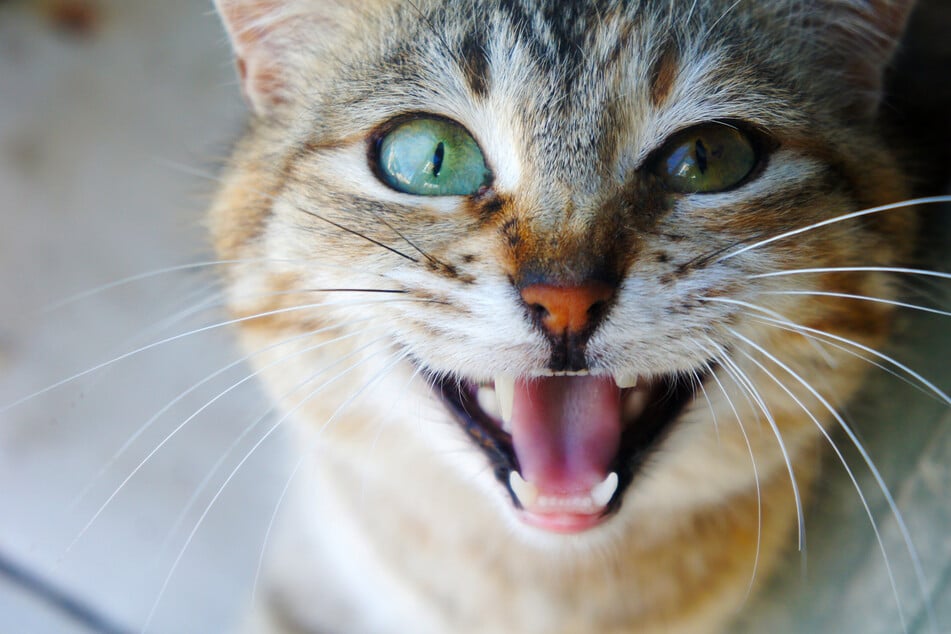 Würde Deine Katze Dich fressen, wenn Du stirbst? Die Antwort schockiert!