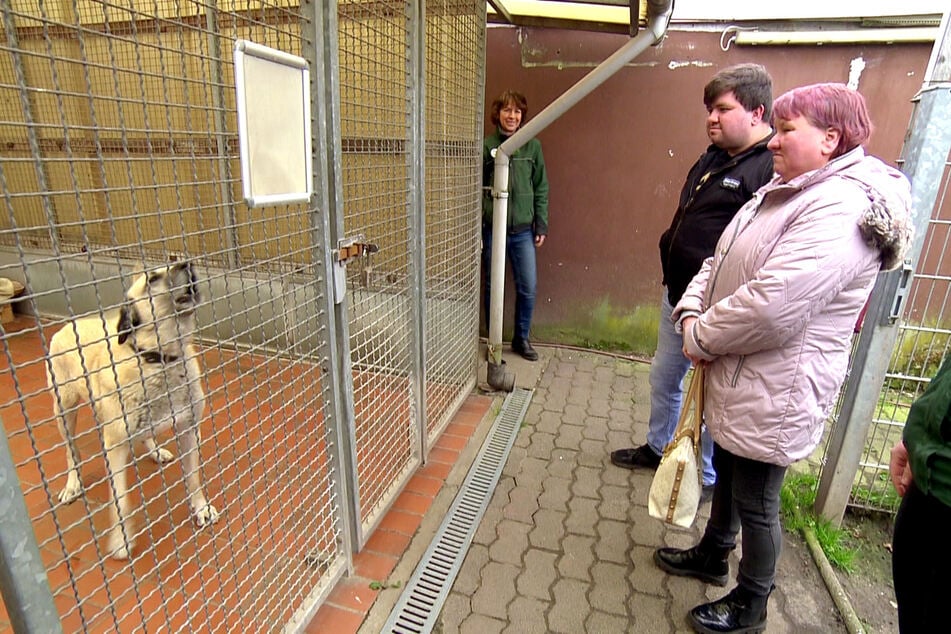 Legen sich Mutter und Sohn einen Hund zu?