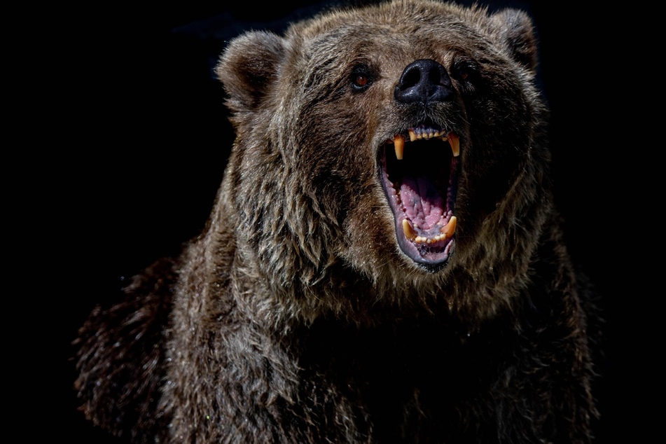 Free climber faces off with bear-y hungry animal and lives to tell the story