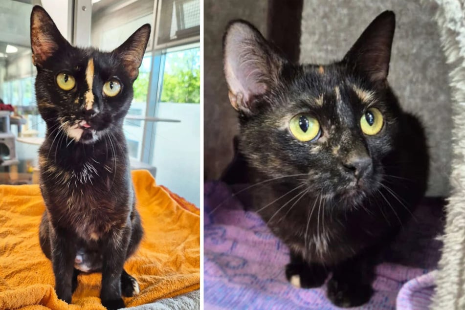 Ser humano acapara enfermizamente animales: gatos Kola y Jola rescatados, pero no para siempre...