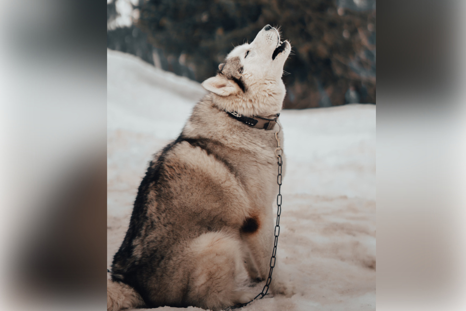 Siberian Huskies are known for their distinct howling, aka their singing voices!