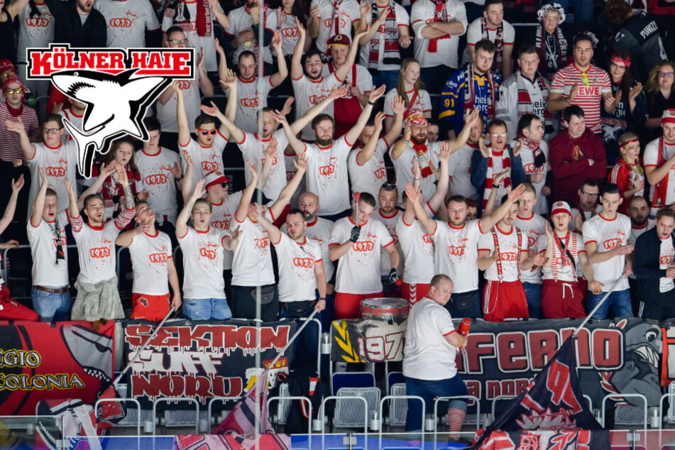Auswärtstrikot der Kölner Haie mit krassem Look, Fans begeistert: "Echtes Hailight!"