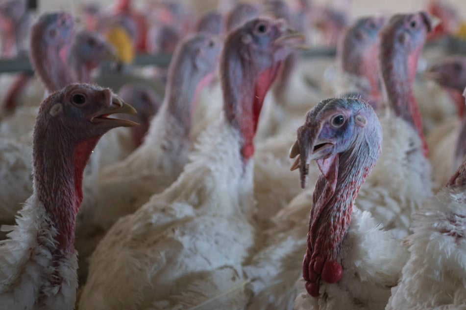 Trotz Impfpflicht: Tierseuche kostet 23.000 Tiere in Brandenburg das Leben