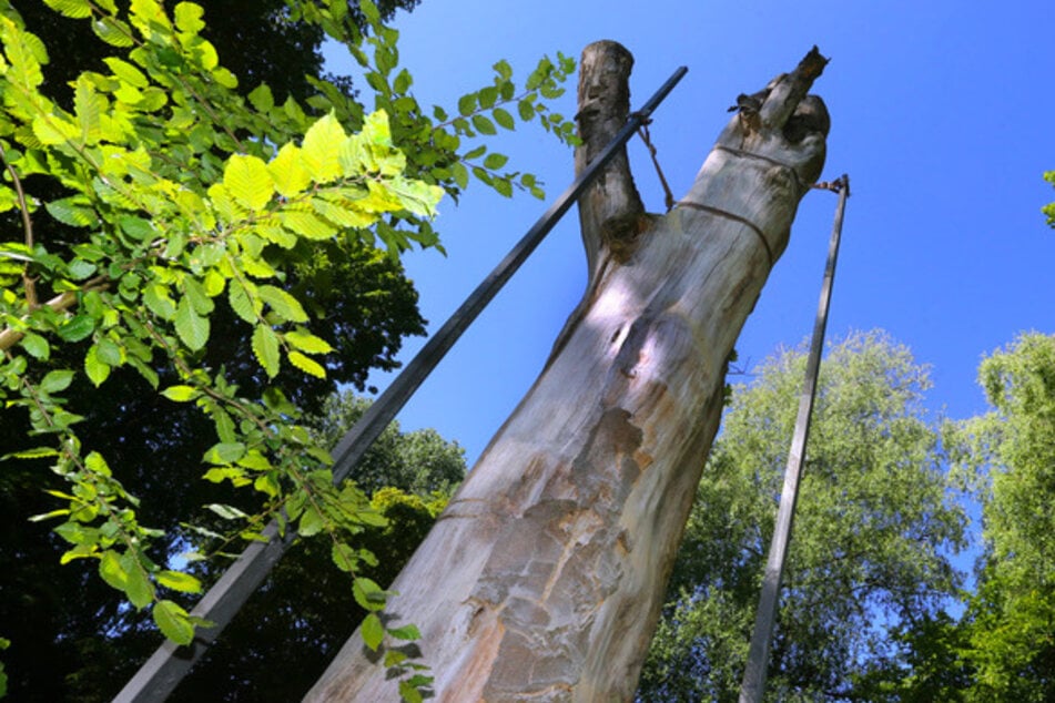 Ein abgestorbener sieben Meter fünfzig hoher Buchenstamm wird im Siebentischwald von zwei Carbonstäben aus den ausgedienten Rotorblättern eines Windrades gestützt.