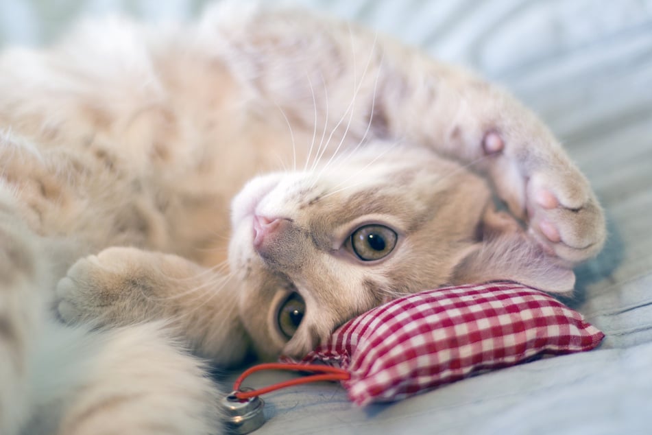 Ruhe oder Rausch: Wie wirkt sich Baldrian auf Katzen aus?
