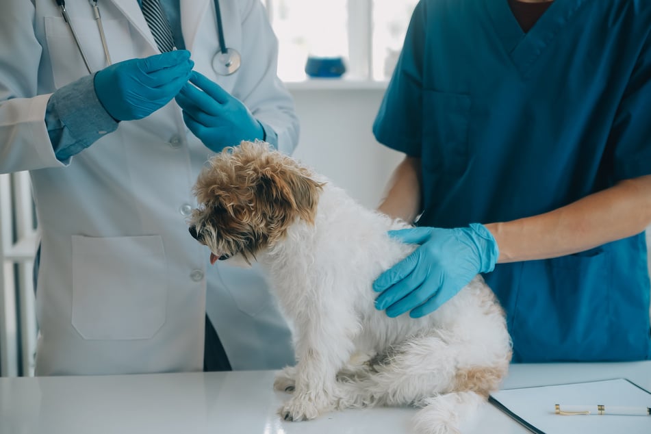 Wie alle Hunde sollte man einen Dackel-Pudel-Mix regelmäßig beim Tierarzt untersuchen lassen.