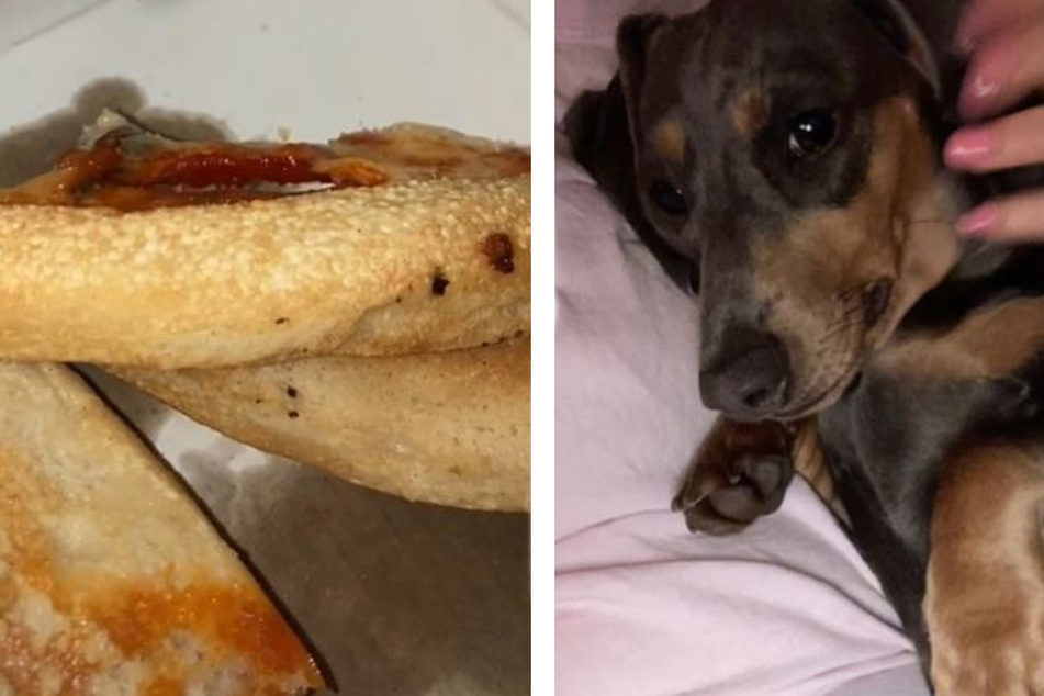 Frau will in Ruhe ihre Pizza essen: Was ihr Hund dann tut, sorgt für mächtig Gelächter