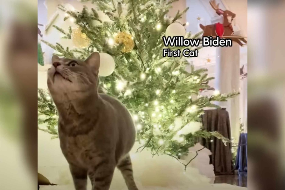 Joe Biden's "first cat," Willow, just gave the purrfect Christmas tour of the White House, showing off her adorable and playful cattitude!
