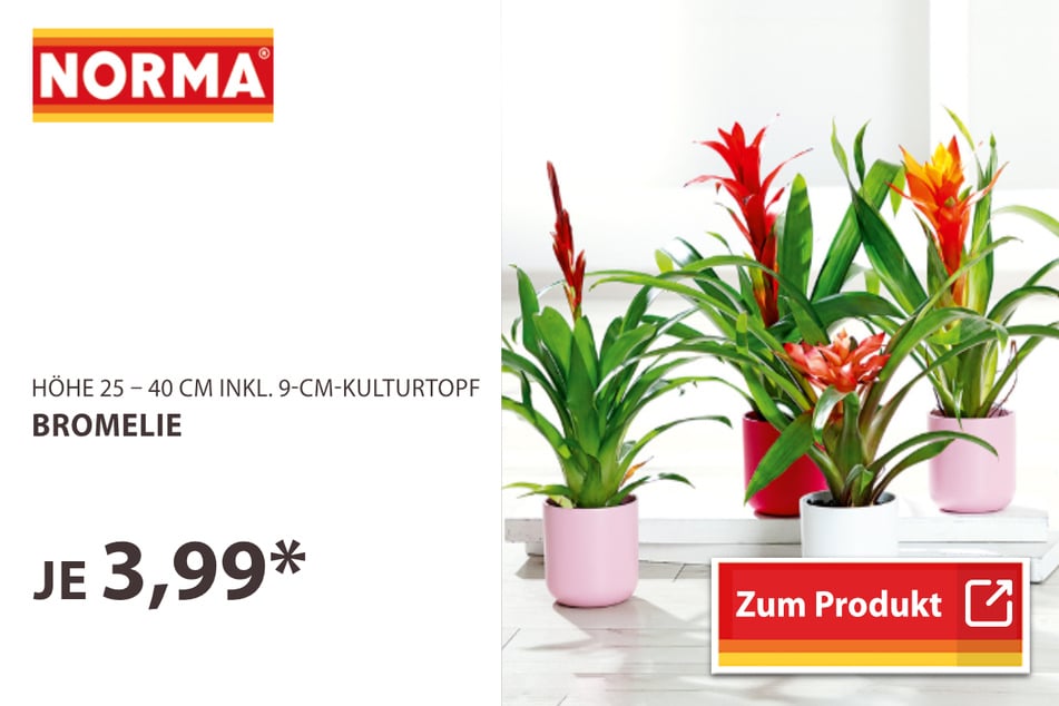 Bromelie