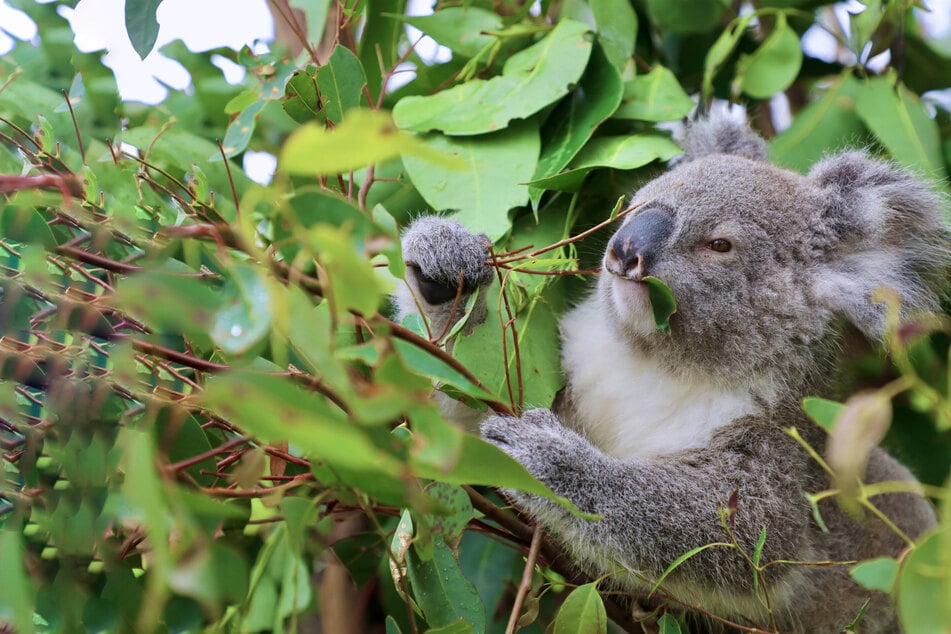 Koalas are in trouble, and chlamydia is certainly not helping.