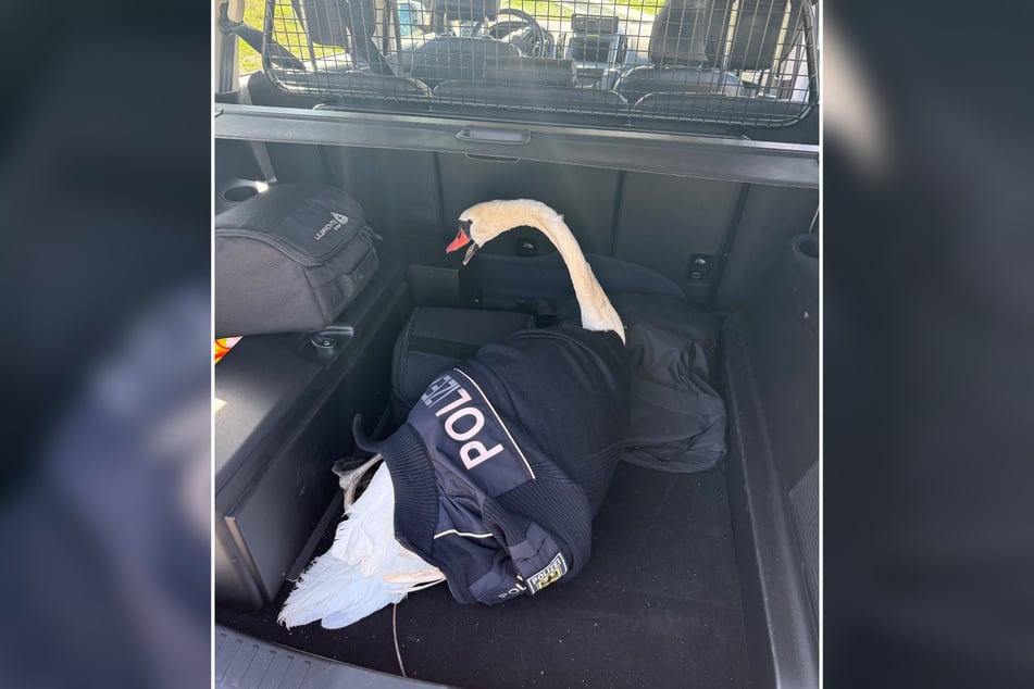 Der verirrte Schwan löste einen Einsatz der Bundespolizei aus.