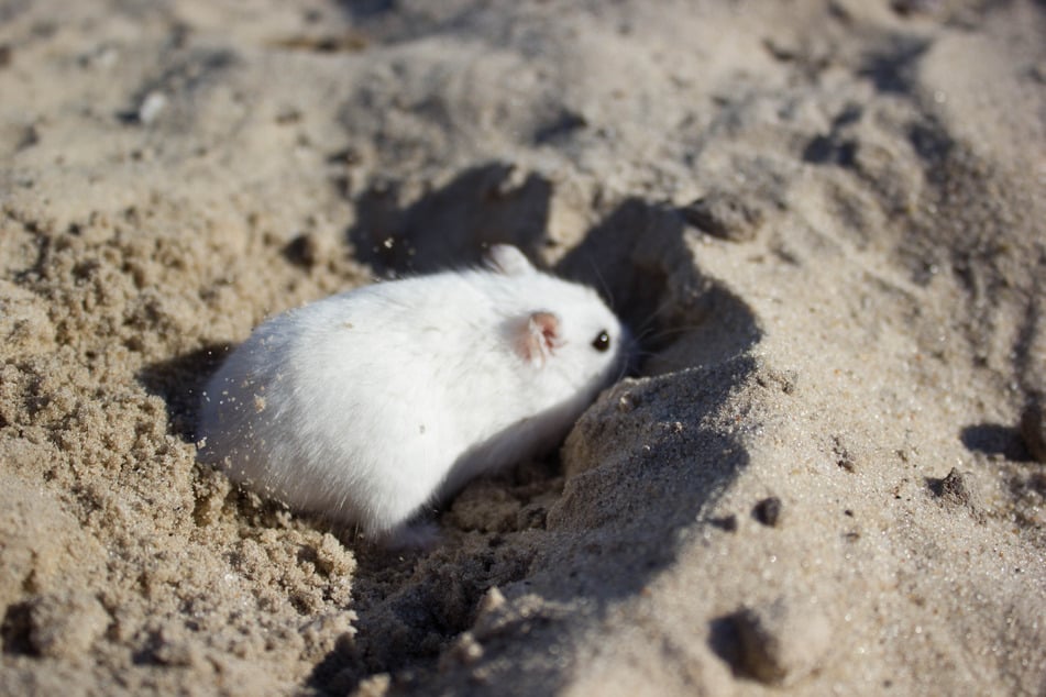 Hamster benutzen Sand für ihre natürliche Fellpflege.