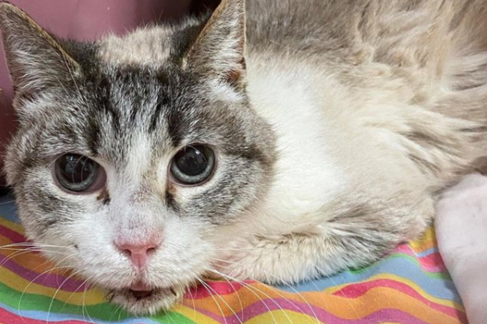 Katze "Musja" lebte 16 Jahre lang bei einer Frau, die sie nie wollte. Verwahrlost, abgemagert und krank kam die Katze ins Tierheim nach Bergheim, wo ihr nun geholfen werden soll.
