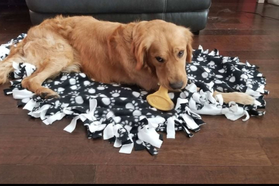 The golden retrievers have been adopted by caring families around Florida.