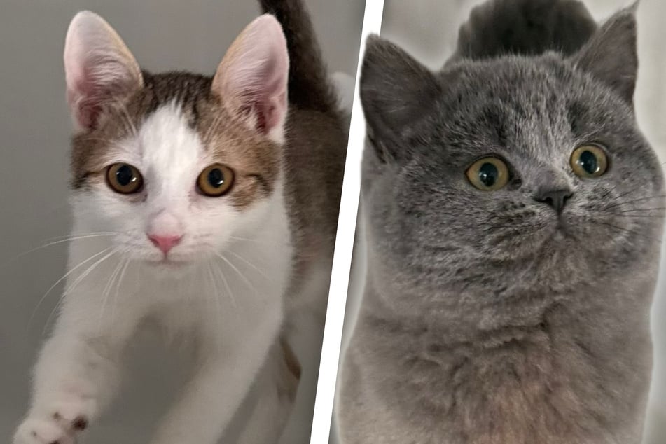 Schnurralarm im Tierheim Freital: Zwei Kätzchen suchen ein Zuhause