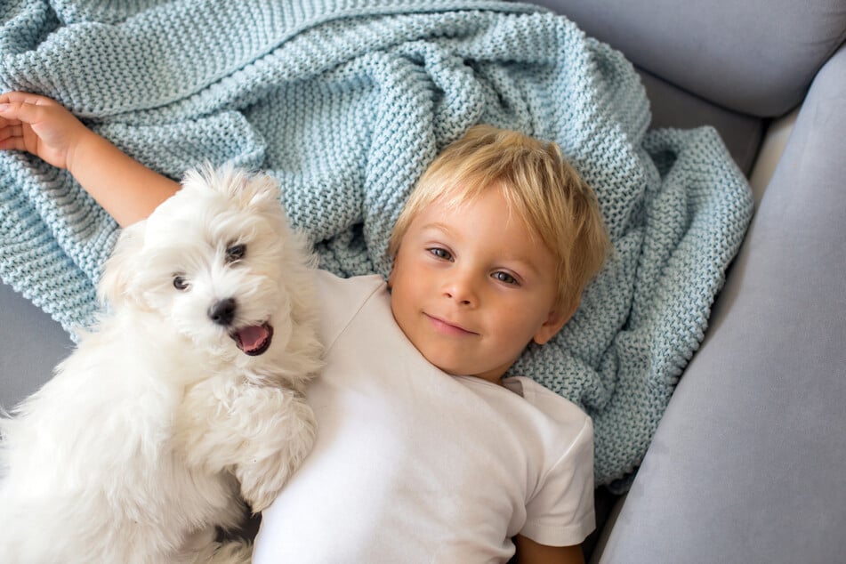 Sind alle kleinen Hunderassen kinderfreundlich? Der TAG24 Hunderatgeber weiß Bescheid!